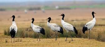 Black-Necked Cranes